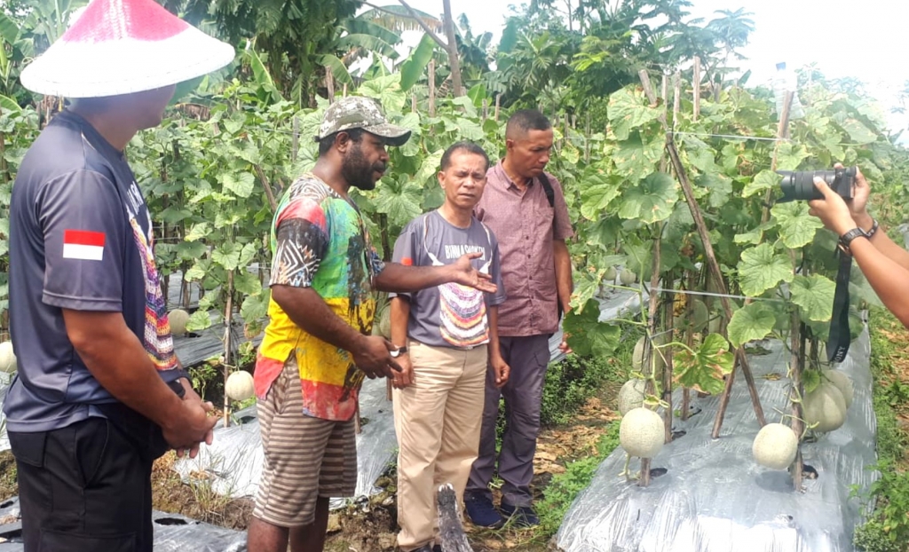 Seputar Papua Petani Papua Budidaya Melon Sekali Panen 