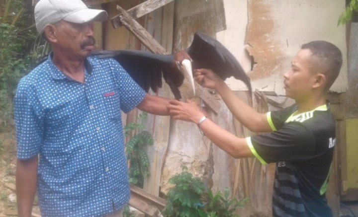 Burung Julang Papua Diamankan  di Ambon