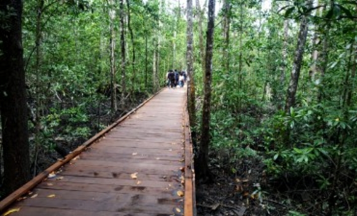 Pemkab Mimika Diminta Percepat Peresmian Wisata Hutan Mangrove