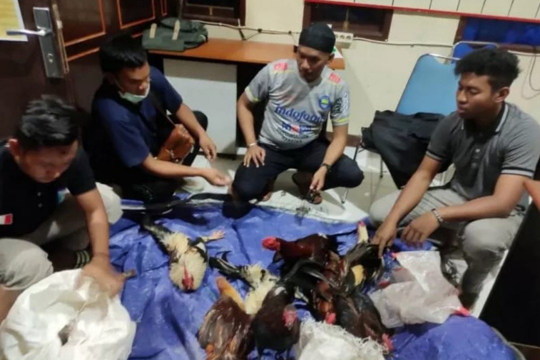 Barang bukti ayam yang dijadikan objek judi diamankan oleh personel Sat Reskrim Polres Mamberamo Tengah, Kabupaten Mamberamo Tengah, Papua. (Foto: Antara /HO-Humas Polres Mamberamo Tengah)