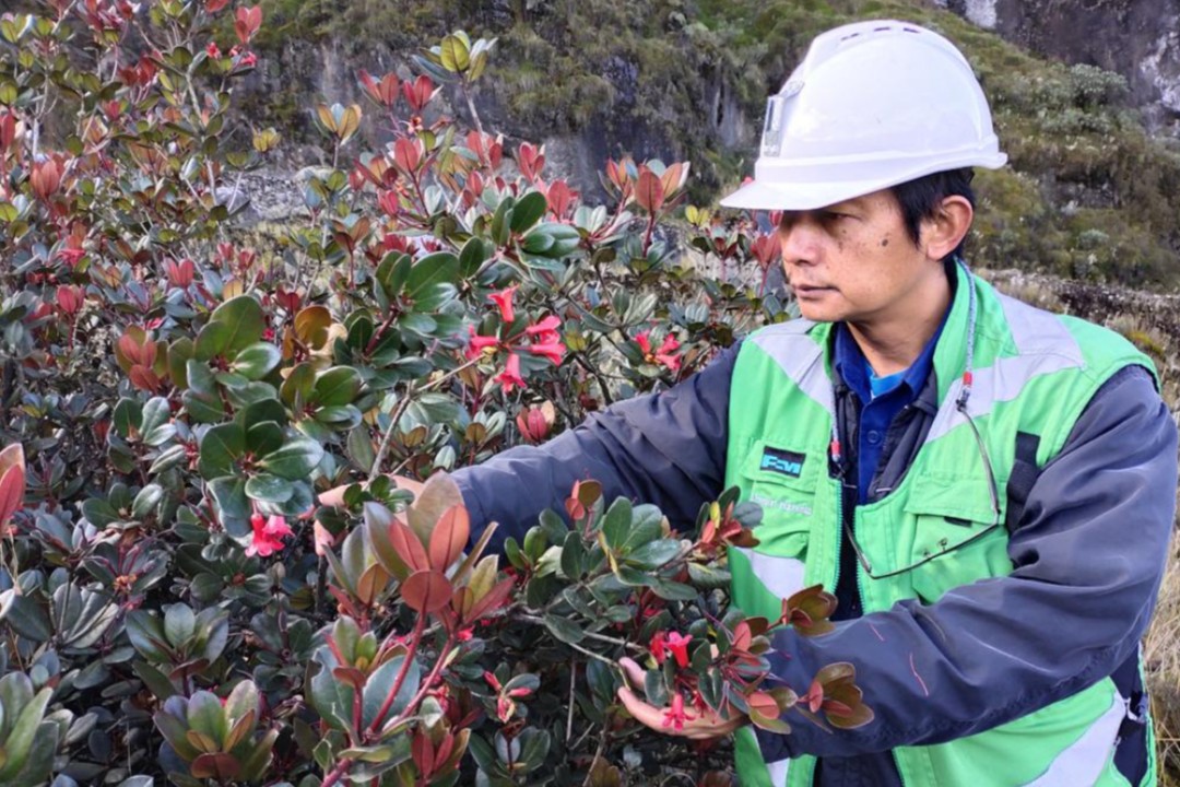 PENELITIAN | Pratita Puradyatmika saat melakukan penelitian flora di lingkungan kerja PT Freeport Indonesia. (Foto: Ist/SP)