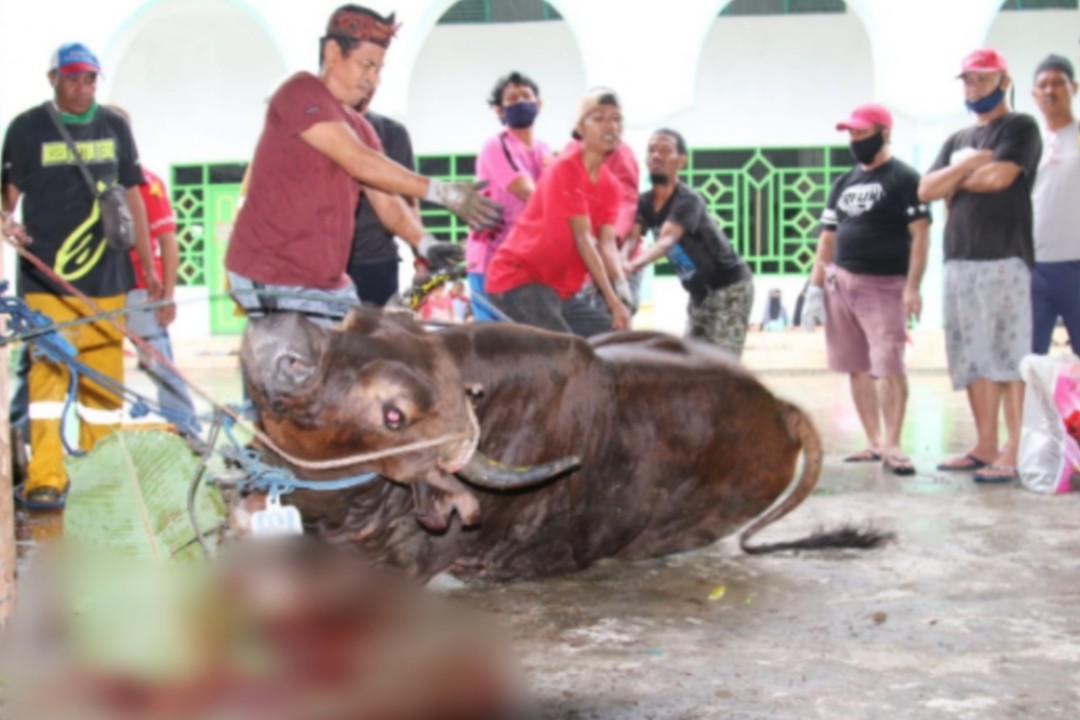 KURBAN - Penyembelian hewan kurban di Masjid Agung Babussalam Timika pada hari raya Idul Adha 1441 H, Jumat (31/7/2020). (Foto: Sevianto Pakiding/SP)