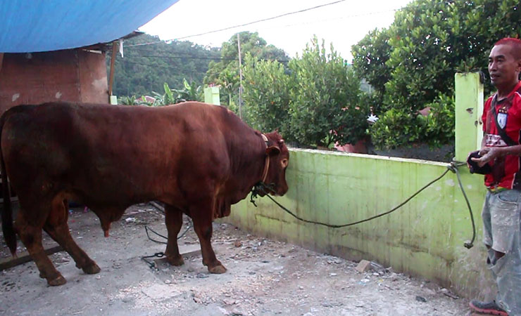 Tampak sapi berjenis simental dengan bobot 800 kilogram tiba di Masjid Jami Al Fatah Abepantai. (Foto: Fnd/SP)