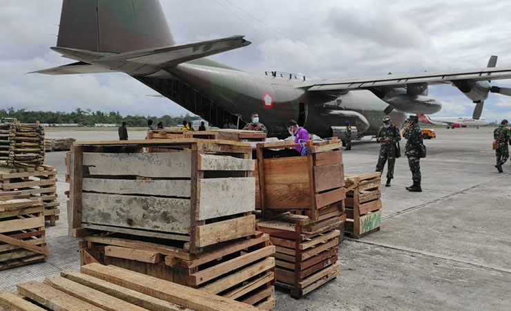 ANGKUT - 59 ekor babi bantuan dari Panglima TNI diangkut menggunakan Pesawat Herkules milik TNI AU. (Foto : Muji/SP)