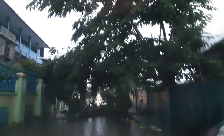 POHON TUMBANG | Pohon tumbang di Jalan Bhayangkara, Jalur 2, Kelurahan Koperapoka. (Foto: Ist)