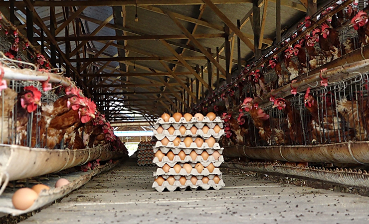 ILUSTRASI | Produksi telur ayam di Peternakan Carztens Jalan Hasannudin Timika, Papua Sabtu (6/3/2021). (Foto: Yonri/ Seputarpapua)