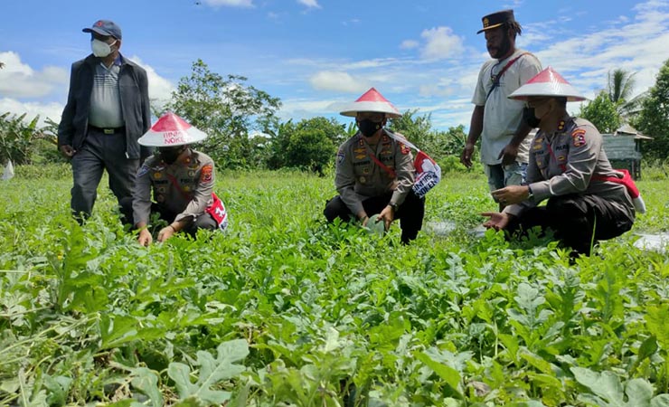 KUNJUNGAN | Kakorbinmas Baharkam Polri bersama rombongan kunjungi unit pertanian binaan Satgas Binmas Noken di Kampung Wonosari Jaya, SP4, Selasa (20/4/2021). (Foto: Saldi/Seputarpapua)