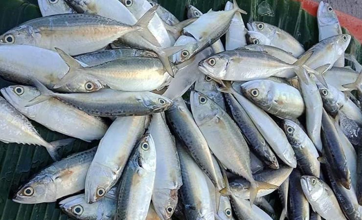 Ikan kembung atau secara lokal disebut ikan lema.(Foto: Saldi/Seputarpapua)