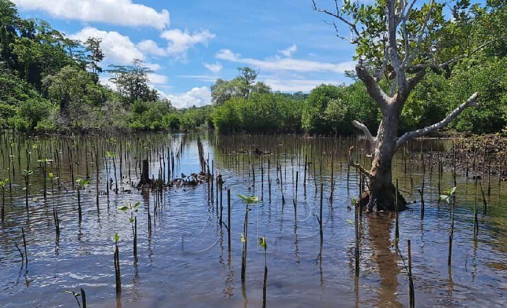 MANGROVE | Kondisi hutan mangrove yang ada di Papua. (Foto: BRGM/Seputarpapua)