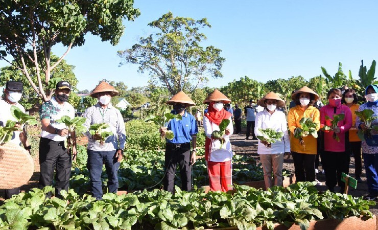 KEBUN | Wapres Ma'ruf Amin mengunjungi Kebun Wisata dan Ketahanan Pangan "Kasuari Green" di halaman Kodam XVIII/Kasuari. (Foto: Ist)