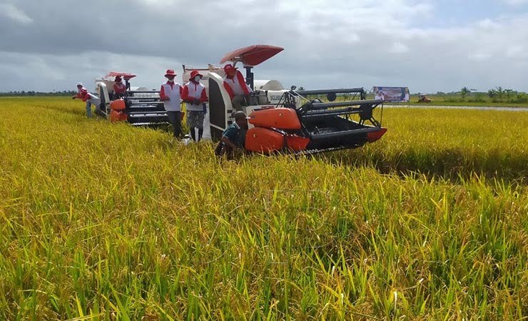 PANEN | Petani di Merauke sedang memanen padi. (Foto: Emanuel/ Seputarpapua)