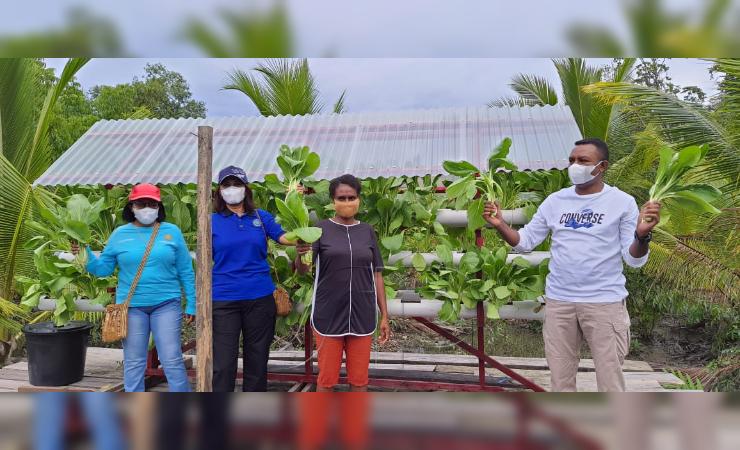 Wabup Asmat, Thomas E. Safanpo bersama Isteri dan Mama-mama Kampung Kaye memanen sayur Hidroponik. (Foto: Seputarpapua)