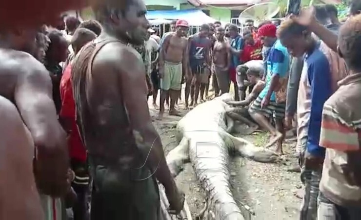 TEMUKAN | Masyarakat Ayuka, Mimika Timur Jauh, Mimika, Papua, menemukan seekor buaya berukuran besar yang diduga kuat memakan korban Damianus Yauta (30). (Foto: Ist/Seputarpapua)