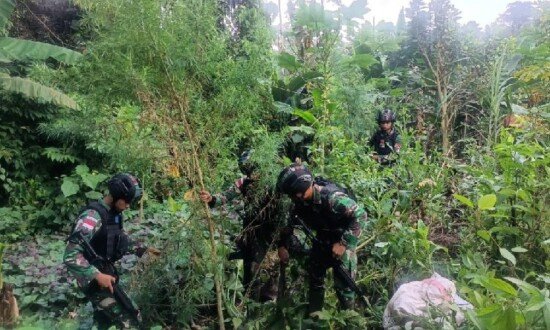 TEMUKAN | Personel Satgas Pamtas RI-PNG dari Yonif 126/Kala Cakti menemukan ladang ganja seluas kurang lebih 400 meter persegi di Distrik Waris, Kabupaten Keerom, Papua. (Foto: Penrem 172/PWY)