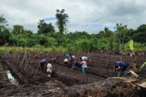 Salah satu lahan pertanian di Distrik Astj. (Foto: Dinas Pertanian Asmat)