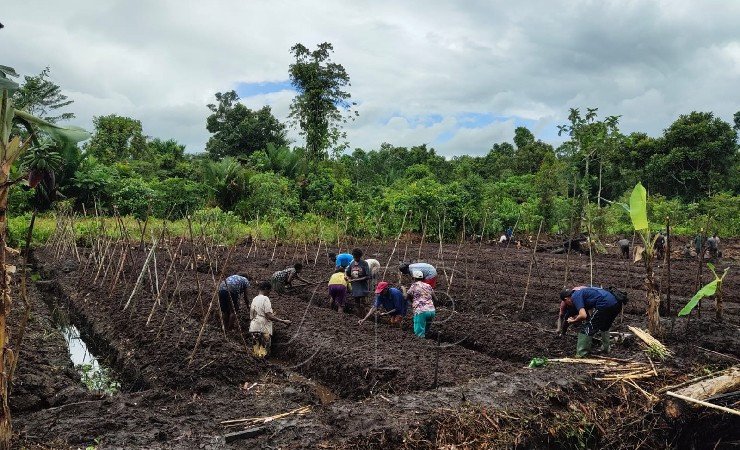 Salah satu lahan pertanian di Distrik Astj. (Foto: Dinas Pertanian Asmat)