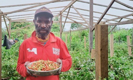 Jon Murib Saat Menunjukan hasil panen cabai yang ditanam di pekarangan rumahnya (Foto: Kristin Rejang/Seputarpapua)