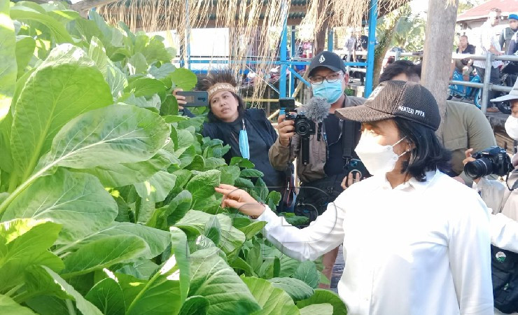 Menteri PPPA RI I Gusti Ayu Bintang saat memanen sayuran hidroponik di Kota Agats, Asmat, Senin (8/8/2022). (Foto: Fagi)