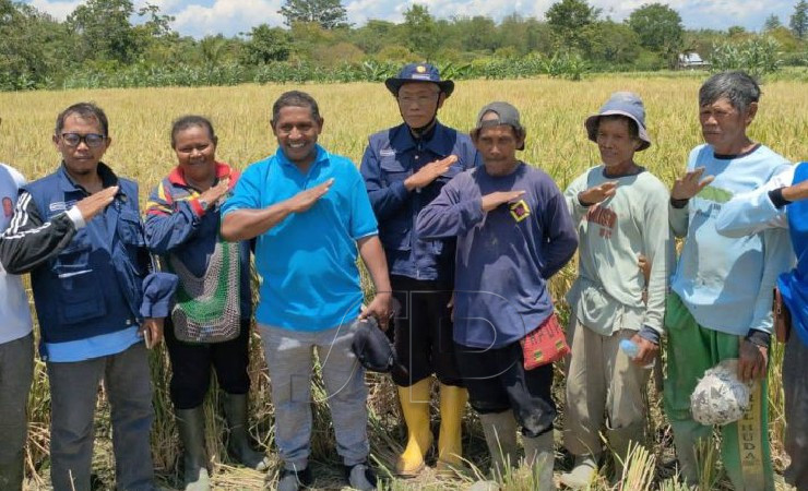 Panen perdana padi di Distrik Skanto, Kabupaten Keerom, Senin (6/9/2022). (Foto: Amin/Seputarpapua)