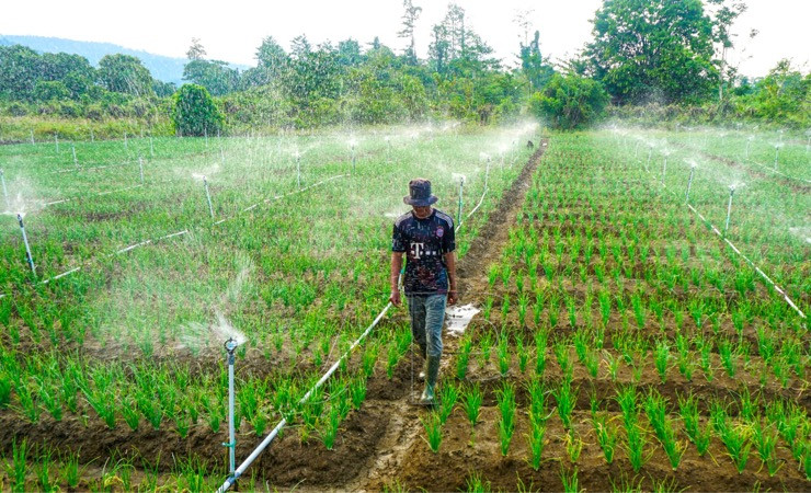 Rito sedang berjalan di tengah ladang bawang miliknya, Minggu (16/10/2022). (Foto: Indrayadi TH/ Seputarpapua)
