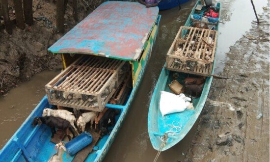 Hewan ternak yang akan disalurkan ke kelompok penerima manfaat. (Foto: Ist)