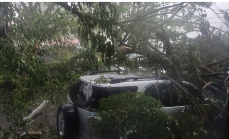 Pohon tumbang di Kantor Imigrasi Timika akibat angin kencang yang melanda kota Timika, Papua Tengah, Kamis (5/1/2023)