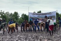 Penanaman bibit mangrove yang diadakan Kodim 1710/Mimika di wilayah pesisir Poumako, Distrik Mimika Timur, Kabupaten Mimika, Papua Tengah, Senin (15/5/2023). (Foto: Arifin Lolialang/Seputarpapua)