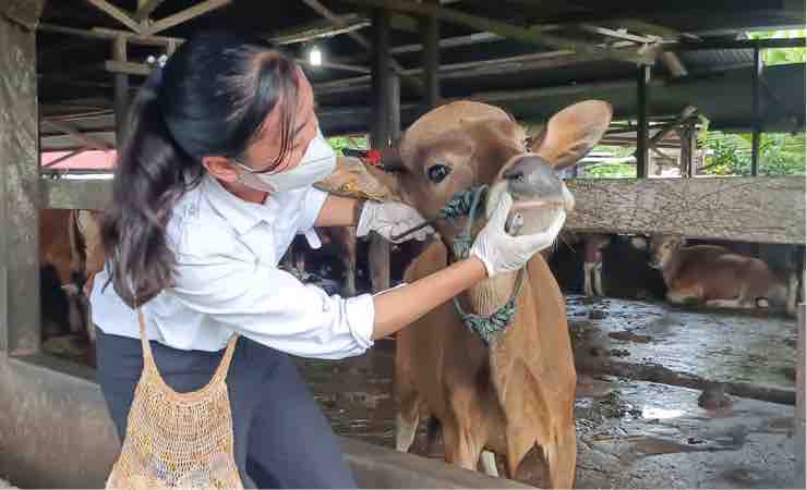 Petugas dari Dinas Peternakan dan Kesehatan Hewan Mimika saat melakukan pemeriksaan antemortem pada hewan ternak sapi. (Foto: Mujiono/Seputarpapua)