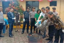 Barang bukti ganja kering dimusnahkan Polres Mimika dengan cara dibakar. (Foto: Arifin Lolialang/Seputarpapua)