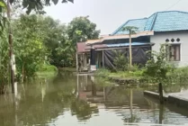 Air menggenangi halaman rumah warga karena hujan yang terus turun di Mimika. (Foto: Eci Msen/Seputarpapua)