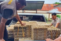 Ratusan Kilogram Telur tanpa Sertifikat Karantina Ditahan Petugas