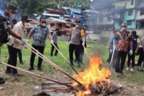 Proses pemusnahan yang dilakukan Polresta Jayapura. (Foto: Humas Polresta Jayapura)