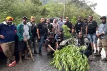 Polisi Temukan Ladang Ganja di Jayawijaya