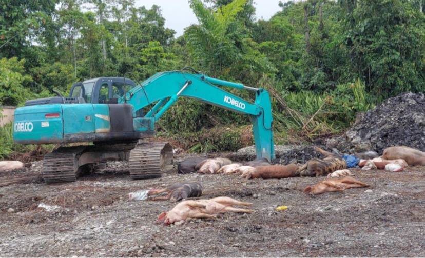 ILUSTRASI | Penguburan bangkai babi akibat ASF di lahan milik Pemkab Mimika. (Foto: Fachruddin Aji/Seputarpapua)