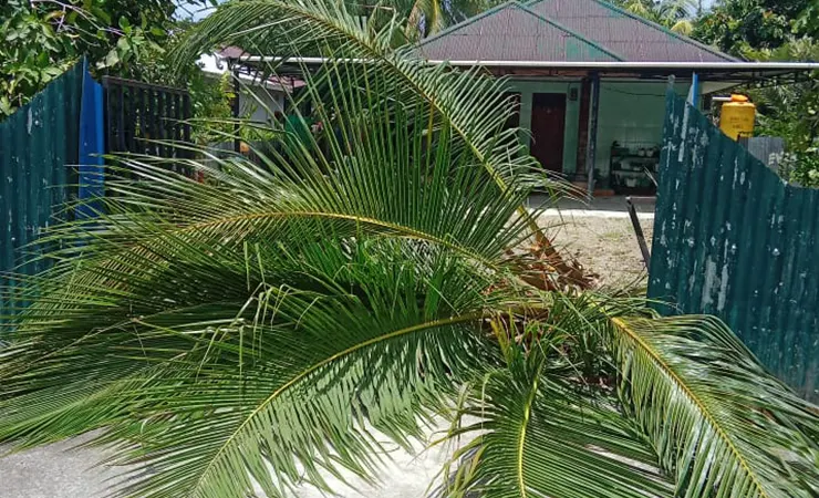 Pohon kelapa di depan rumah Ketua PPD juga dirusak sekelompok orang. (Foto: Ist)
