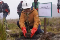 Penanaman pohon di area reklamasi PTFI