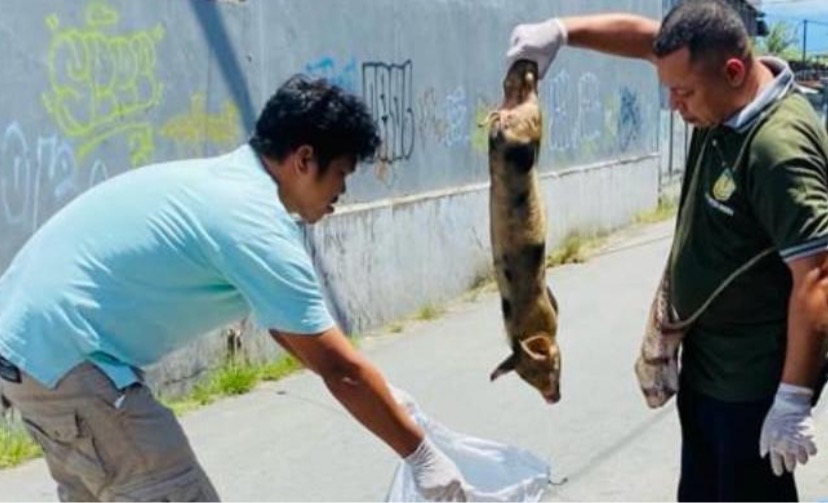 Lurah Inauga, Gerson Rumbarar saat mengangkat bangkai babi yang dibuang di jalan (Foto: Ist)