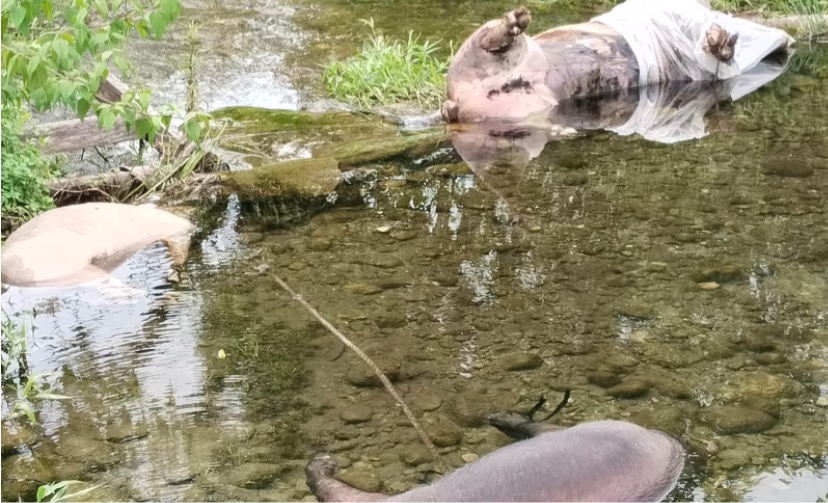 Tampak bangkai hewan ternak babi diduga mati akibat vurus ASF dibuang orang tak dikenal di kali atau aliran sungai di Mimika, Papua Tengah. (Foto: Ist)