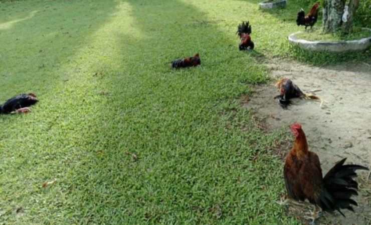 Beberapa ayam yang diamankan Polisi di arena judi sabung ayam sebagai barang bukti. (Foto: Humas Polres Jayapura)