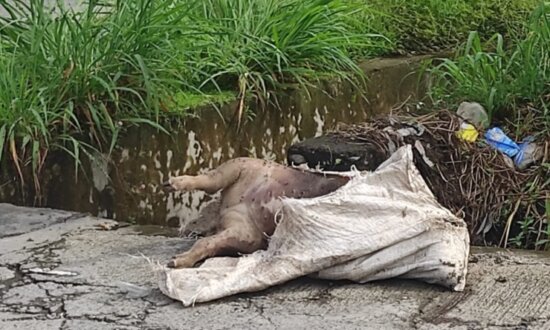 Nampak bangkai babi terbungkus karung dikerumuni lalat Jalan Solter Elmas. (Foto: Eci/Seputarpapua)